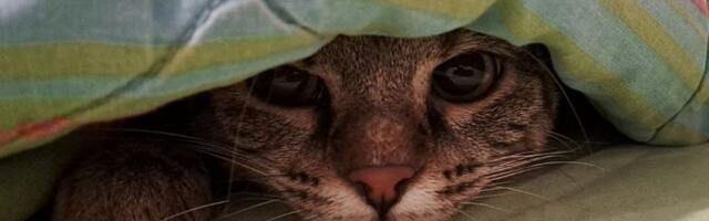 FOTO: Slika sa Novog naselja - "mačka napada pse surovo"