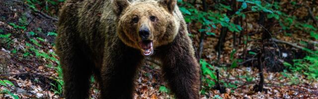 Medved uništio pčelinjak i košnice, a onda je stigao nestvaran snimak sa ulice u BiH: Više ih je!