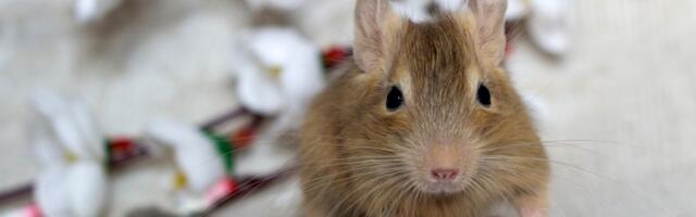 Napustio stalni posao zbog ljubavi prema glodarima: Čovek stvorio JEDINSTVEN BIZNIS za svojih 17 degua