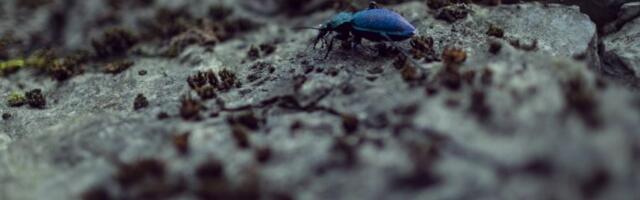 NEVEROVATNO OTRKIĆE U SRBIJI! Pronađen insekt kog niko nije očekivao na našim prostorima!