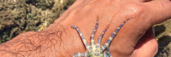 Prava neznalica - TikToker se igrao jednom od najsmrtonosnijih životinja sveta