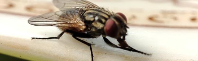 Dosadne muve vas OPSEDAJU tokom leta? Uz pomoć OVA 2 sastojka iz kuhinje, OTERAĆETE IH zauvek iz kuće (VIDEO)