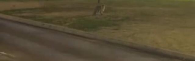 Opasna zver šetala Novim Sadom! Izgledala dezorijentisano, u OVOM slučaju može da bude kobna po ljude