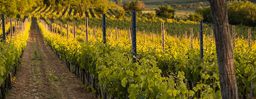 Ceo sektor u Nemačkoj ima istorijsku krizu