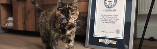 Srećan rođendan, Flosi: Zvanično NAJSTARIJA MAČKA NA SVETU napunila 30 godina i dalje uživa u hrani i životu