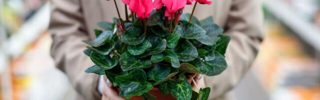 Da li je imate kod kuće, a da to ne znate? Ova biljka može ukrašavati vaš dom sve do proleća