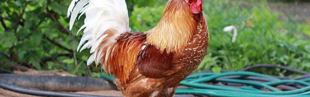 Britanka dobila opomenu jer njen petao kukuriče preglasno