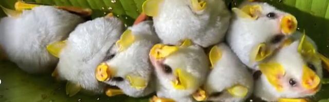 FOTO: Slepi miševi koji prave "šatore" od lišća: Naučnici istražuju njihove neverovatne graditeljske veštine