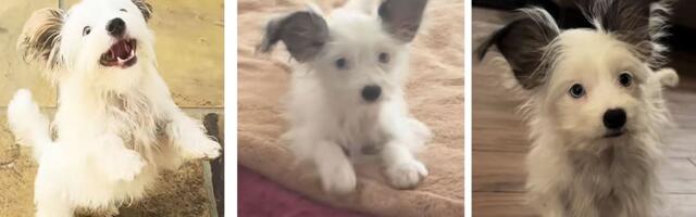 Šta je otkrio DNK test: Sejdž, popularna zvezdica TikTok-a, MIKS je čak SEDAM potpuno različitih RASA