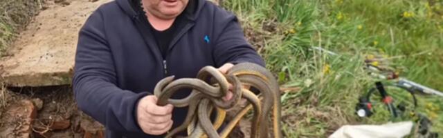 Splet zmijurina golim rukama izvukao iz šahte: Kad on dođe, tu je kraj (VIDEO)