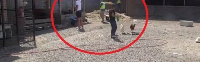 POPELA SE NA KROV, DA BEŽI IZ ZADRUGE! Oglasila se njena MAJKA - pravila je SKANDALOZNE SCENE, ove reči će je DOTUĆI!