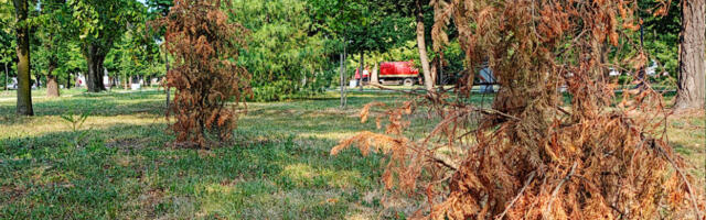 FOTO: Karađorđev park tokom paklenih vrućina – jutros stigla i cisterna sa vodom