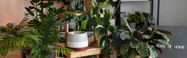 Biljke idealne za stan tokom grejne sezone