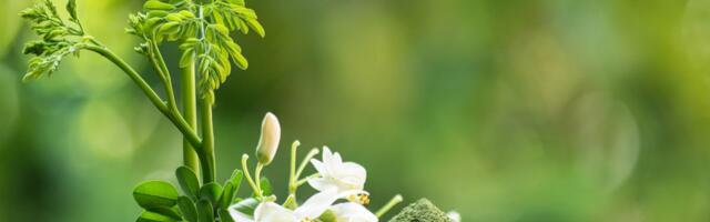 Moringa može da uklanja mikroplastiku iz vode