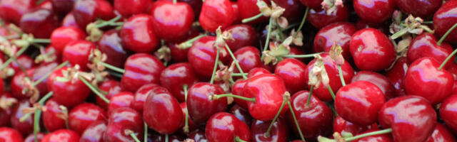 Trešnje ćemo i ove godine kupovati na komad: Cena obara sve rekorde - kao da jedemo zlato