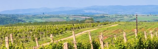Probajte srpsko vino koje su pili Rimljani!