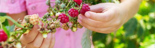 DVE DEVOJČICE UMRLE OD OTROVANIH MALINA! Žena poslala voće kao poklon, pa pobegla iz zemlje