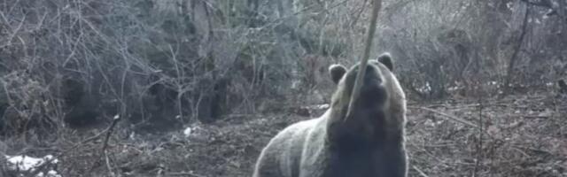 Neverovatan prizor na Tari: Medvedi se probudili iz zimskog sna, a jedan svratio na ručak - da li je zimi kraj?(FOTO)