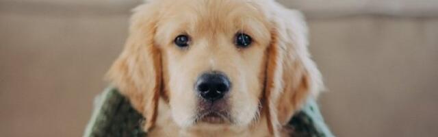 Pas se posle šetnje teturao i padao: Vlasnica u panici, dijagnoza sve ostavila bez teksta (VIDEO)