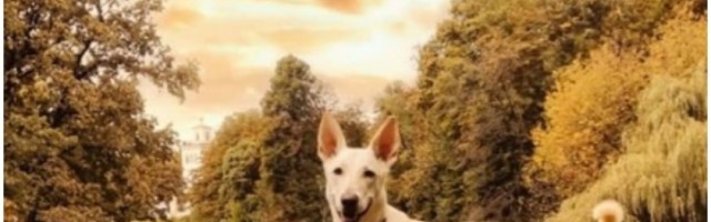 Ovo ne znači uvek da je srećan, evo kako da prepoznate šta oseća ljubimac