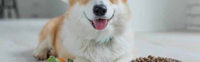 Veterinarka otkriva: JEDNA iznenađujuća namirnica rešava probavne smetnje kod psa, ali...