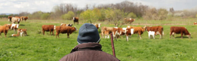 Галетин: Нестабилно тржиште меса највише погађа мале произвођаче