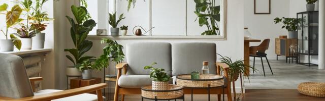 Više od dekoracije: Ova biljka uklapa se u svaki prostor, prečišćava vazduh, ali donosi i određeni rizik