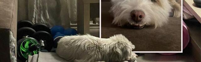 Izgubljena Lumi, koju je dva meseca jurio ceo Beograd, UHVAĆENA i VRAĆENA u zagrljaj svoje vlasnice