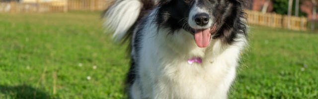 Pas koji prepoznaje više od hiljadu reči: “Ona ima sposobnosti deteta od dve godine“ (VIDEO)