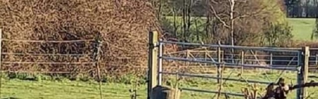 Ova viralna optička varka koja kruži internetom izluđuje korisnike jer niko ne vidi to što se traži!