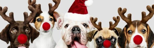 Koji praznični ukras oslikava vašeg psa? 6 magijskih kombinacija na jelki koje će oduševiti ljubimca