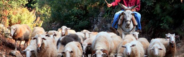 Poveće stado ovaca zauzelo put: Prelep prizor kod Beočina. Niko i ne pomišlja da "legne" na sirenu