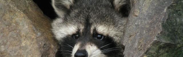 Rakun upao na teren, pa digao stadion na noge - hit snimak (VIDEO)