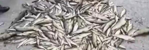 Masovni pomor ribe u Raški, među uginulima i primjerci rijetkih vrsta