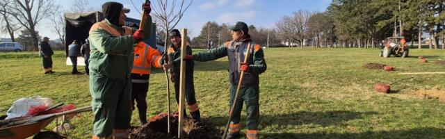 Staze prirode: U toku sadnja 135 lišćarskih i četinarskih sadnica kod stadiona  Čika Dača  (FOTO)