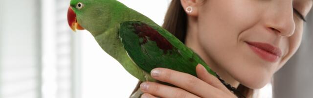 9 načina da naučite papagaja da govori