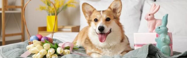 Skrivena opasnost u vašem domu: Vaskršnja dekoracija i slatkiši su kobni za ljubimce