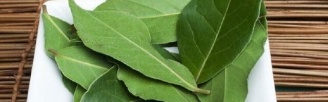 LOVOROV LIST NA VRATIMA: Mala magija koja donosi mir, sreću i zaštitu u vaš dom