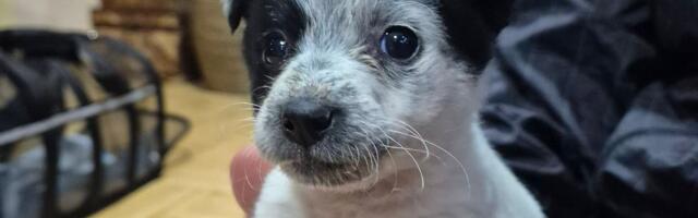 Mali pas iz Niša traži dom: Palčica Pegica pronađena u smećari, čeka svoje mesto u nečijem srcu i domu