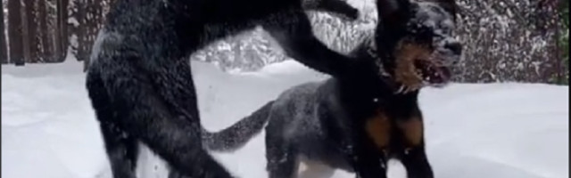 Luna, panter koji je odgajan sa rotvajlerom, najnovija TikTok senzacija!