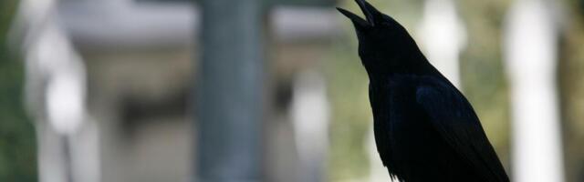 U ovom gradu vrane čiste ulice od opušaka i dobijaju nagradu za to: Iza svega stoji veštačka inteligencija