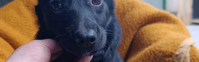 Udomi, ne kupuj: Zora je preživela pakao i zaslužuje samo ljubav