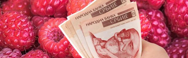 Vlasnici malinjaka menjaju pravila: Berači rade po 12 sati dnevno, a ne zarade svi isto - evo zašto