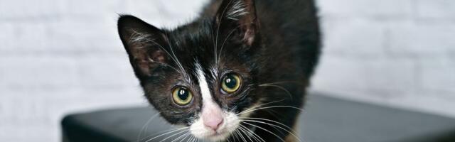 Mače iz pet šopa bilo saučesnik u pljački: Magnolija "zamajavala" upravnika banke, ali je lopov ispao glup