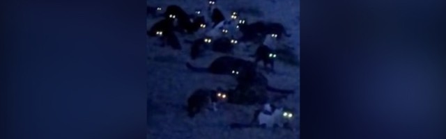 Mnogo mačaka i noć: ODSJAJ OČIJU (VIDEO)