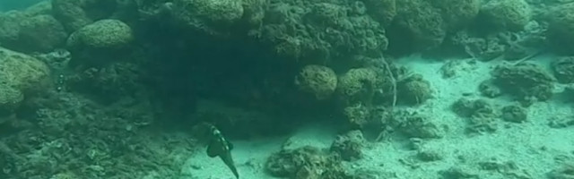 Objavljen video korala od 650 kvadrata!