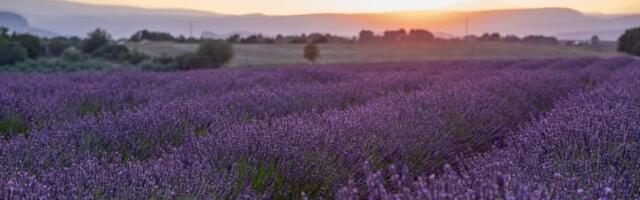 Lavanda će vam cvetati više puta tokom leta, stvar je u jednom TRIKU