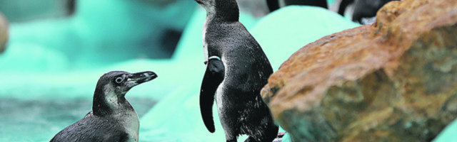 Gej pingvini ukrali jaja lezbejskom paru (VIDEO)