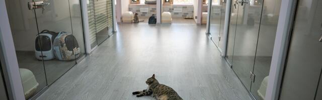 Izgrađeni HOTELI ZA MAČKE: Građani oduševljeni, donacije "pljušte"