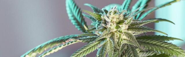 Firmi iz Severne Makedonije koja je bila umešana u šverc marihuane u Srbiju oduzeta licenca